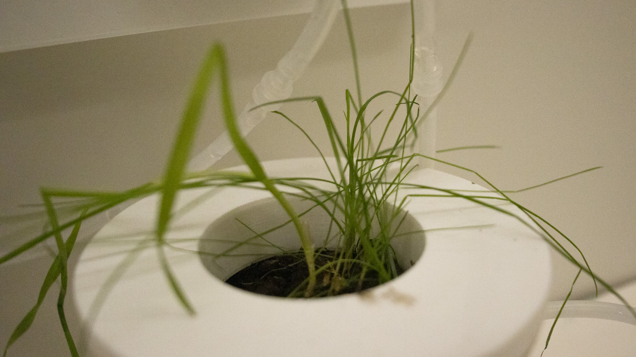 microbial fuel cell close up plant